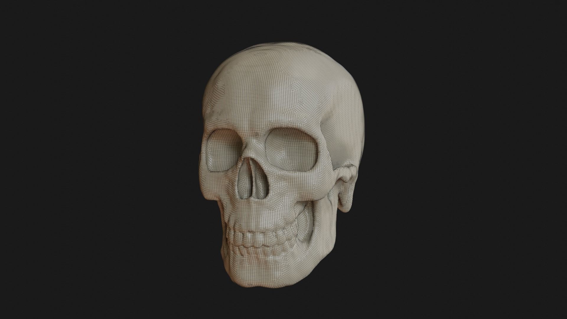 Male human skull 3D model_1