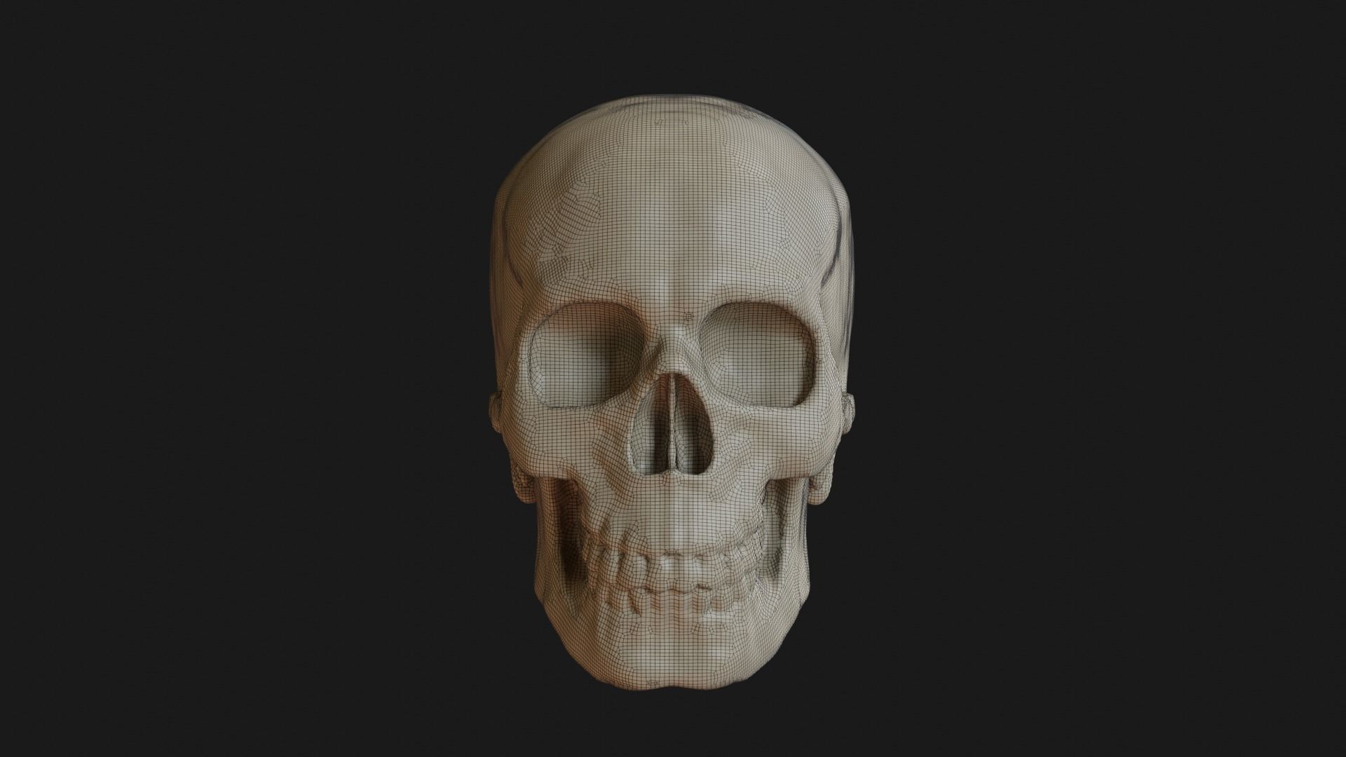 Male human skull 3D model_34