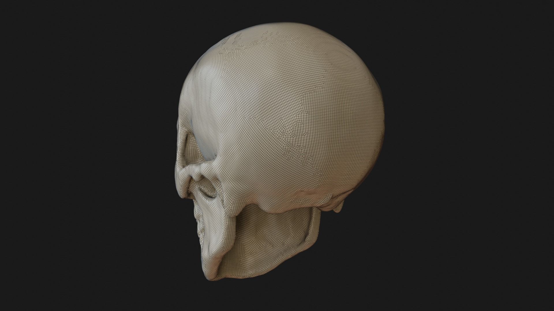 Male human skull 3D model_24