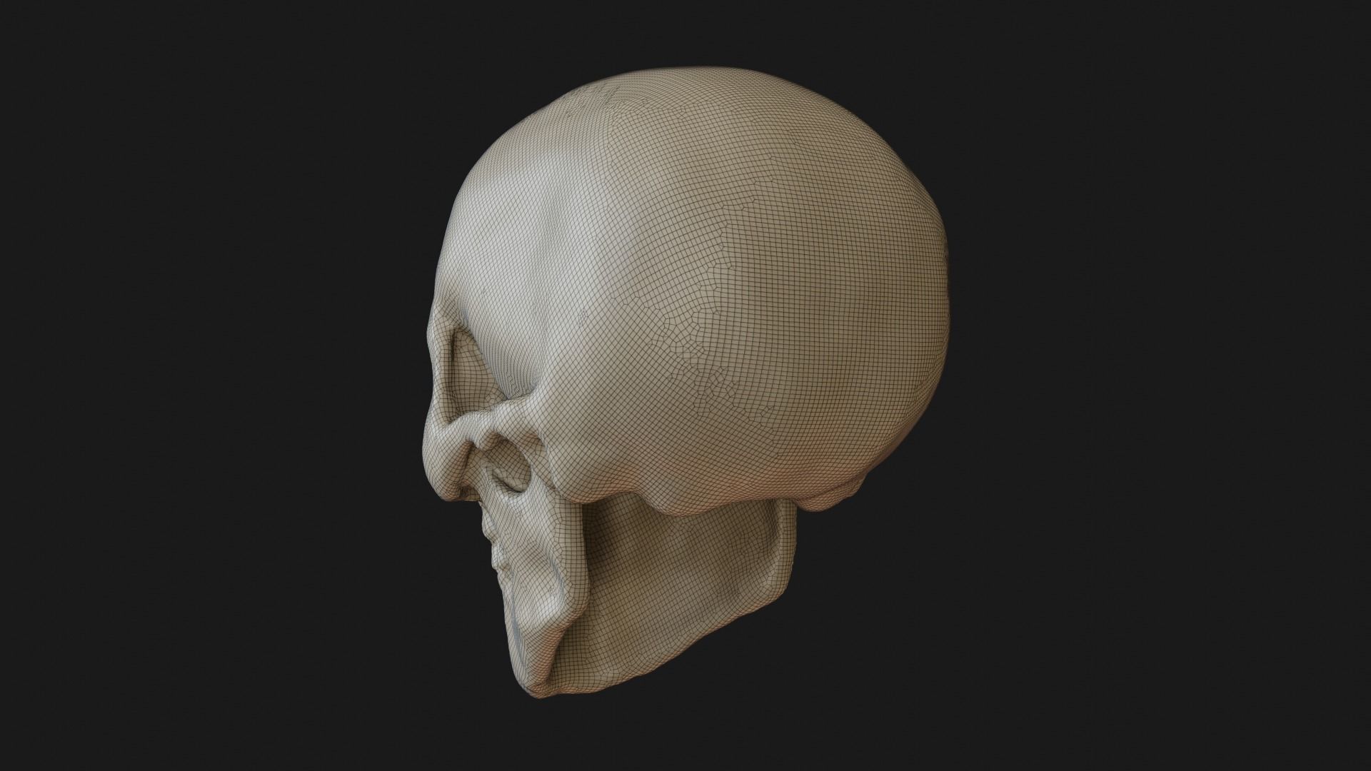Female human skull 3D model_24