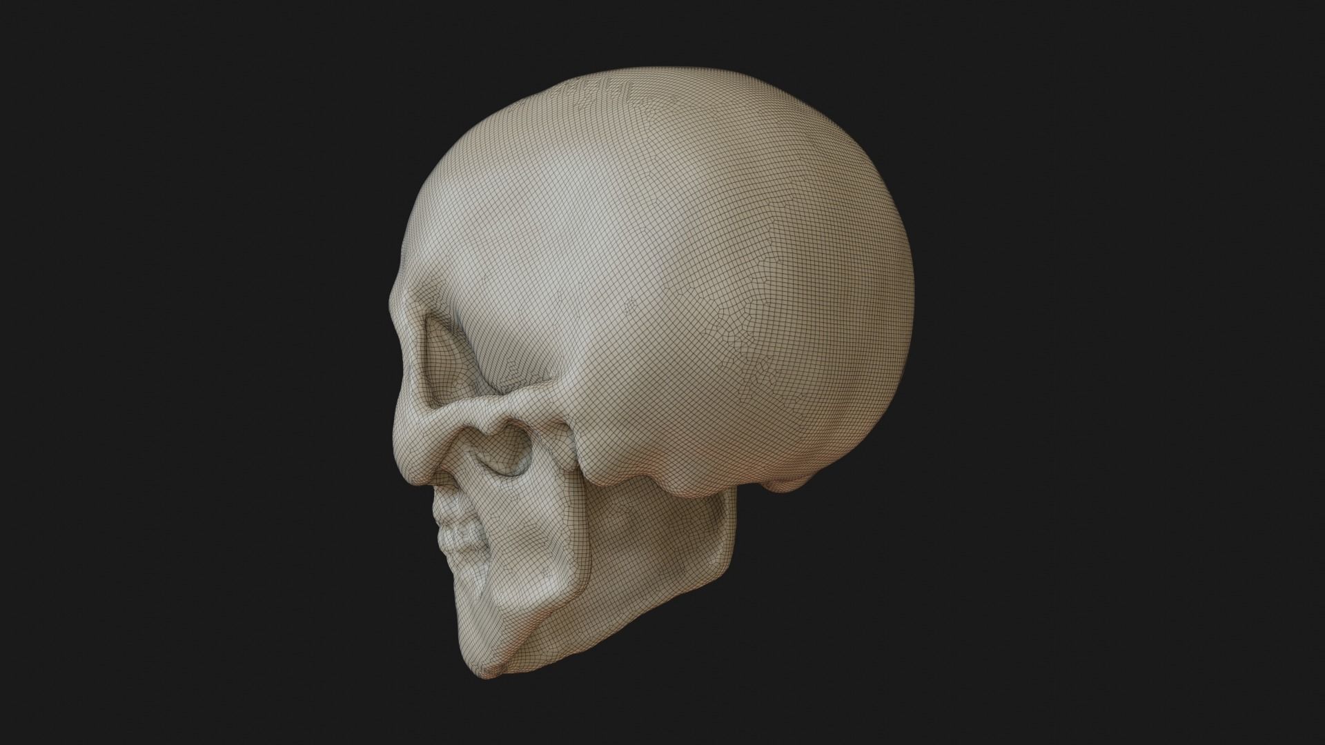 Female human skull 3D model_23