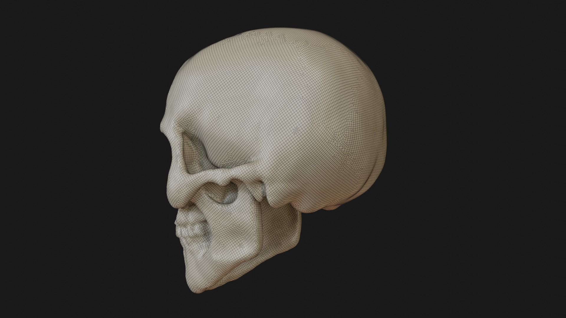 Female human skull 3D model_22