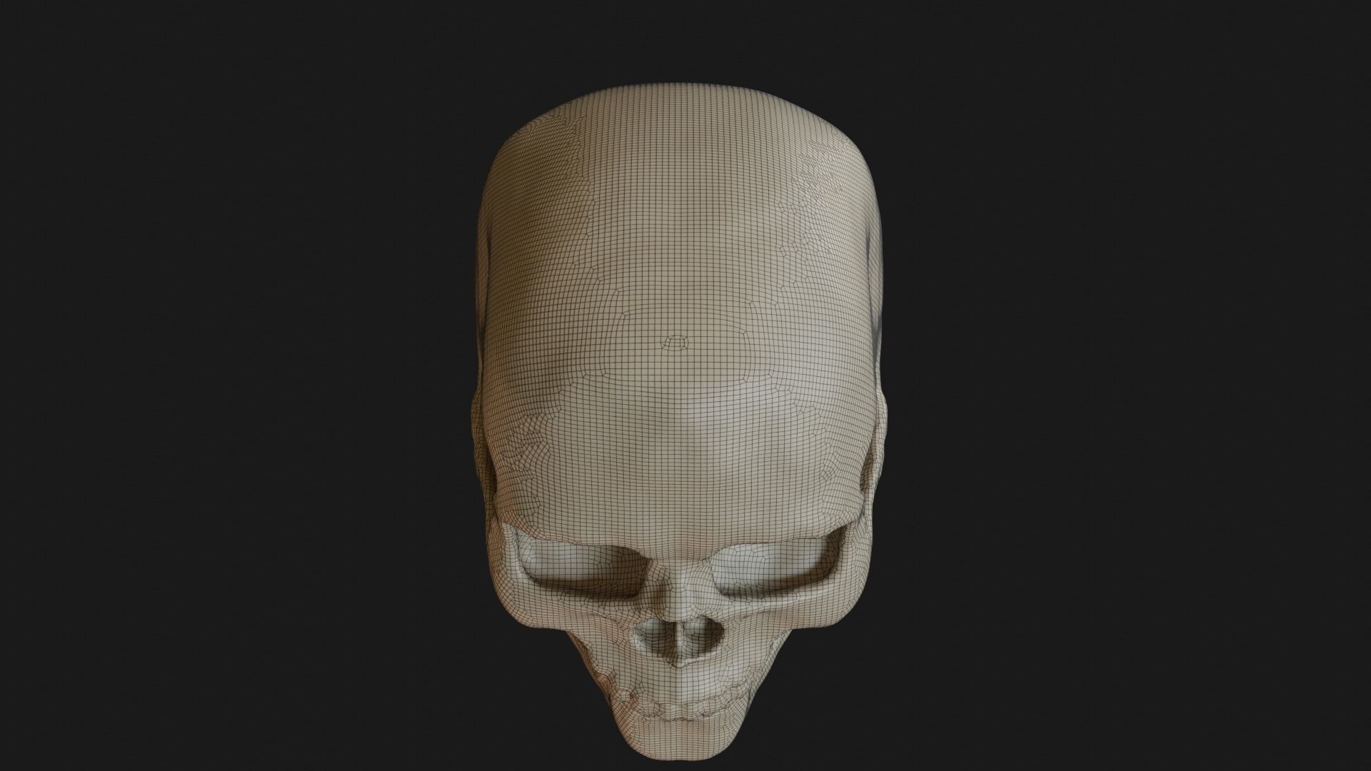 Female human skull 3D model_25