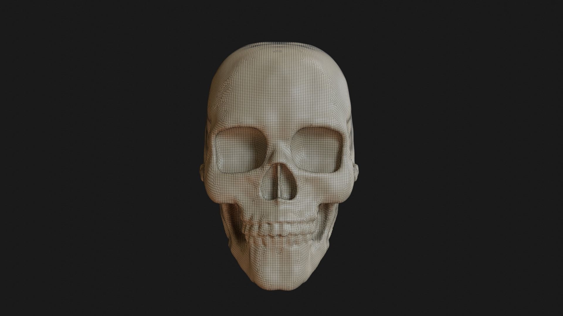 Female human skull 3D model_16