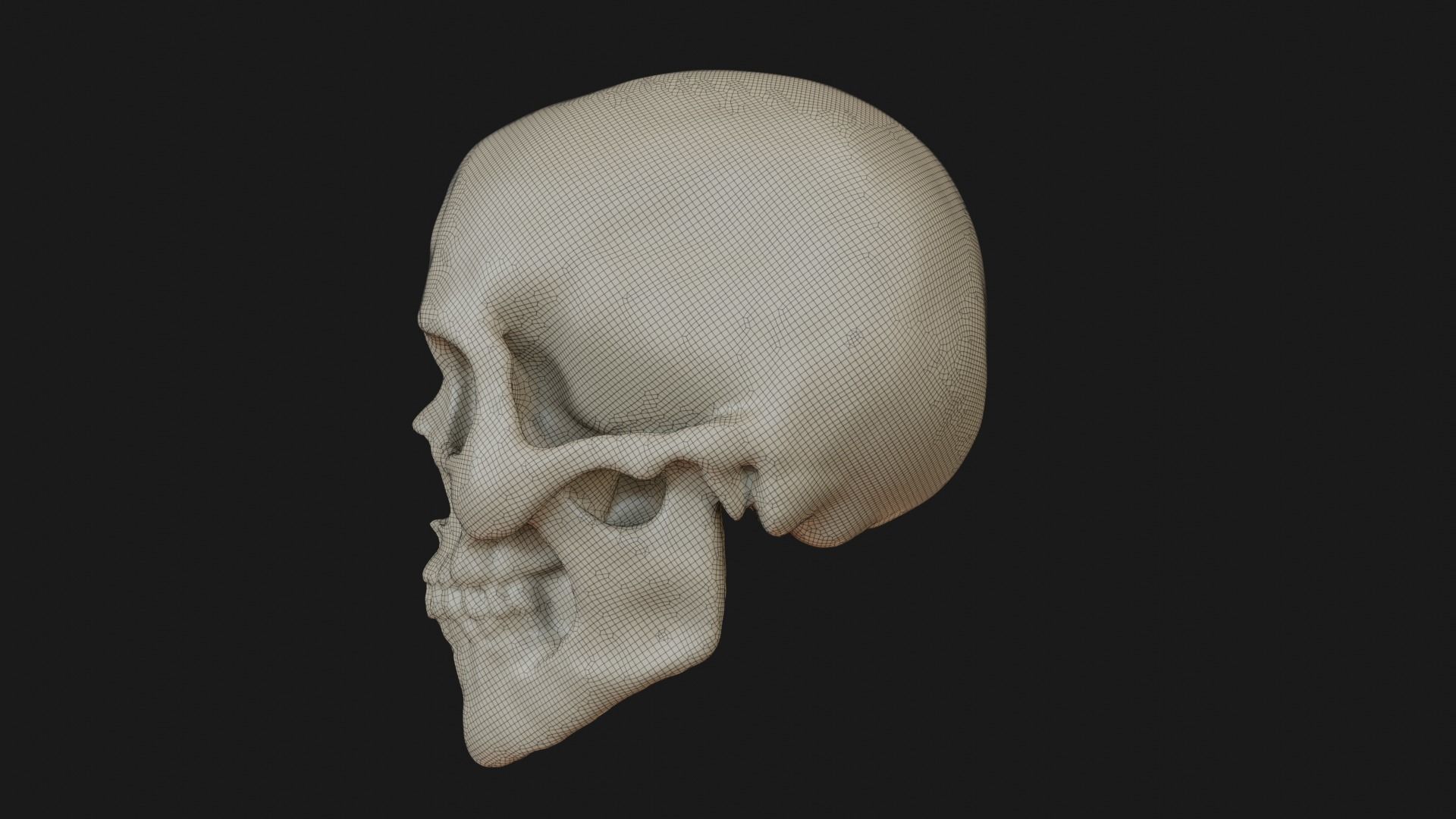 Female human skull 3D model_21