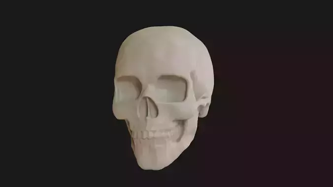 Female human skull 3D model