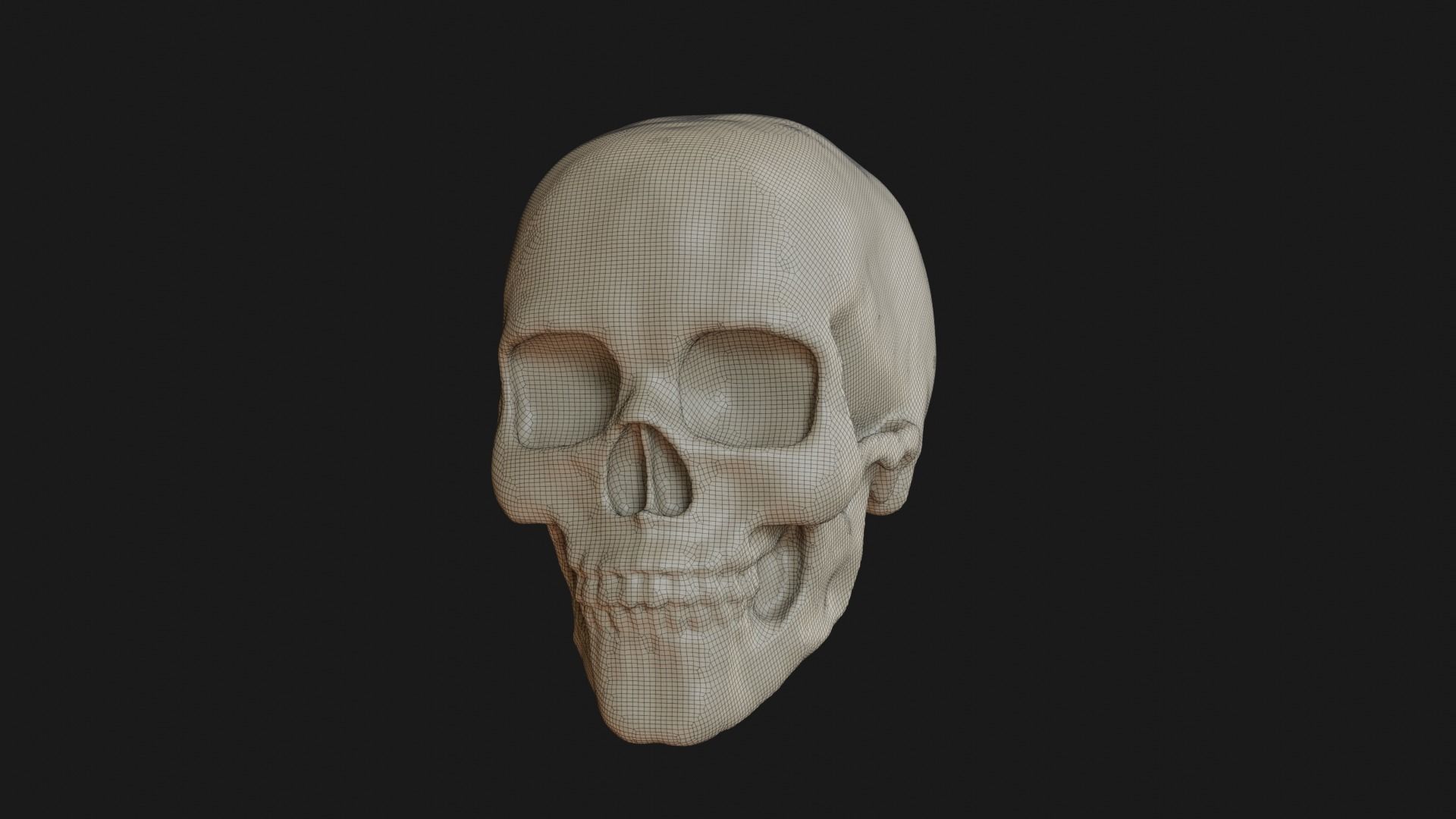 Female human skull 3D model_1