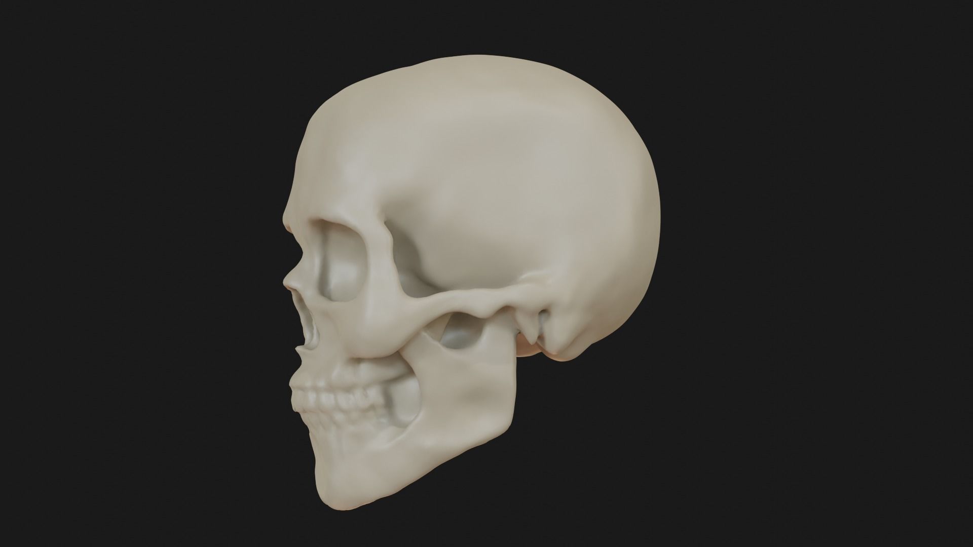 Female human skull 3D model_6