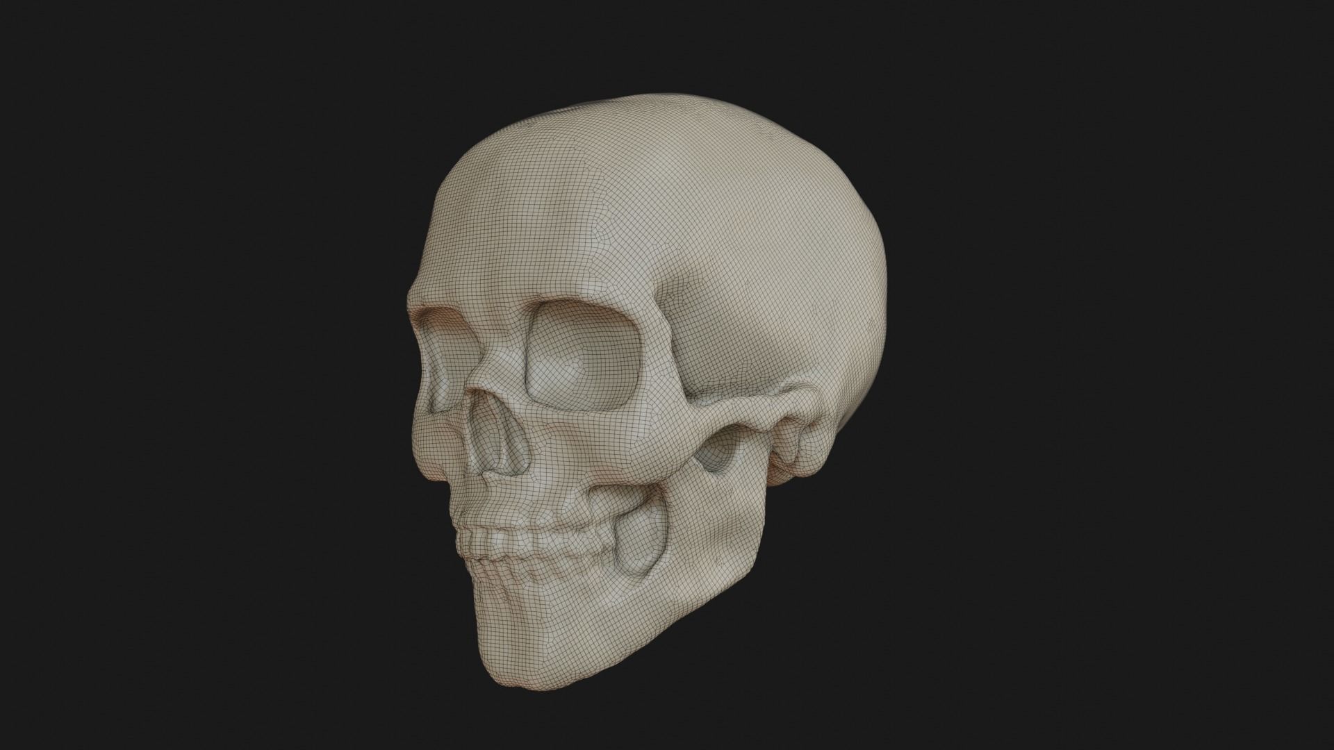 Female human skull 3D model_18
