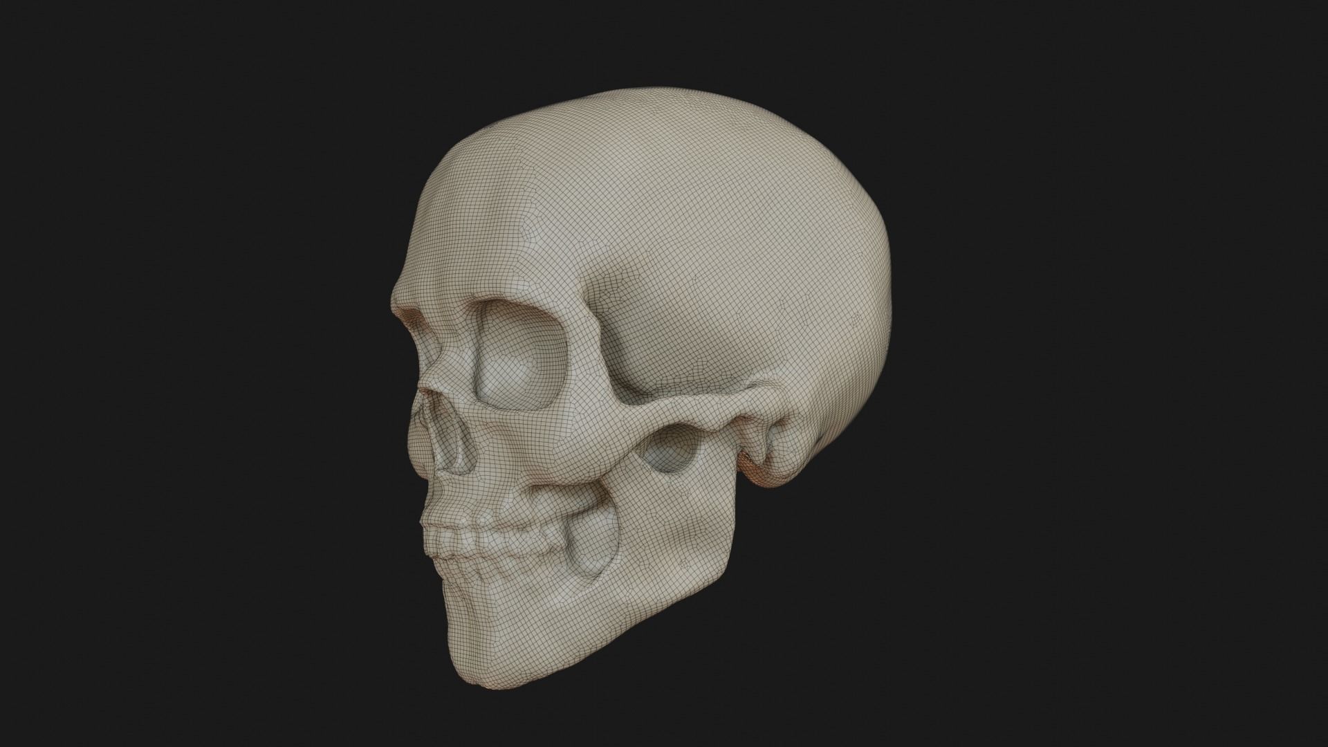 Female human skull 3D model_19
