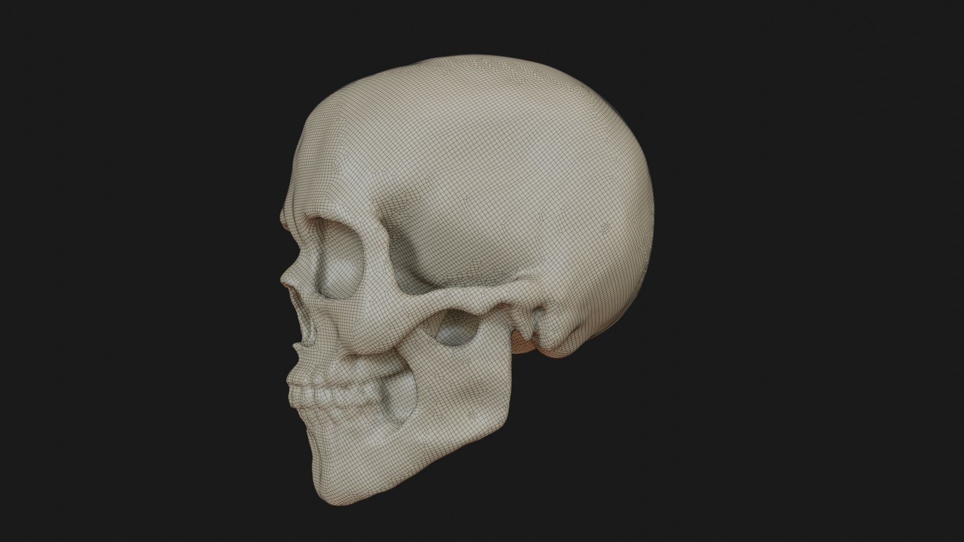 Female human skull 3D model_20