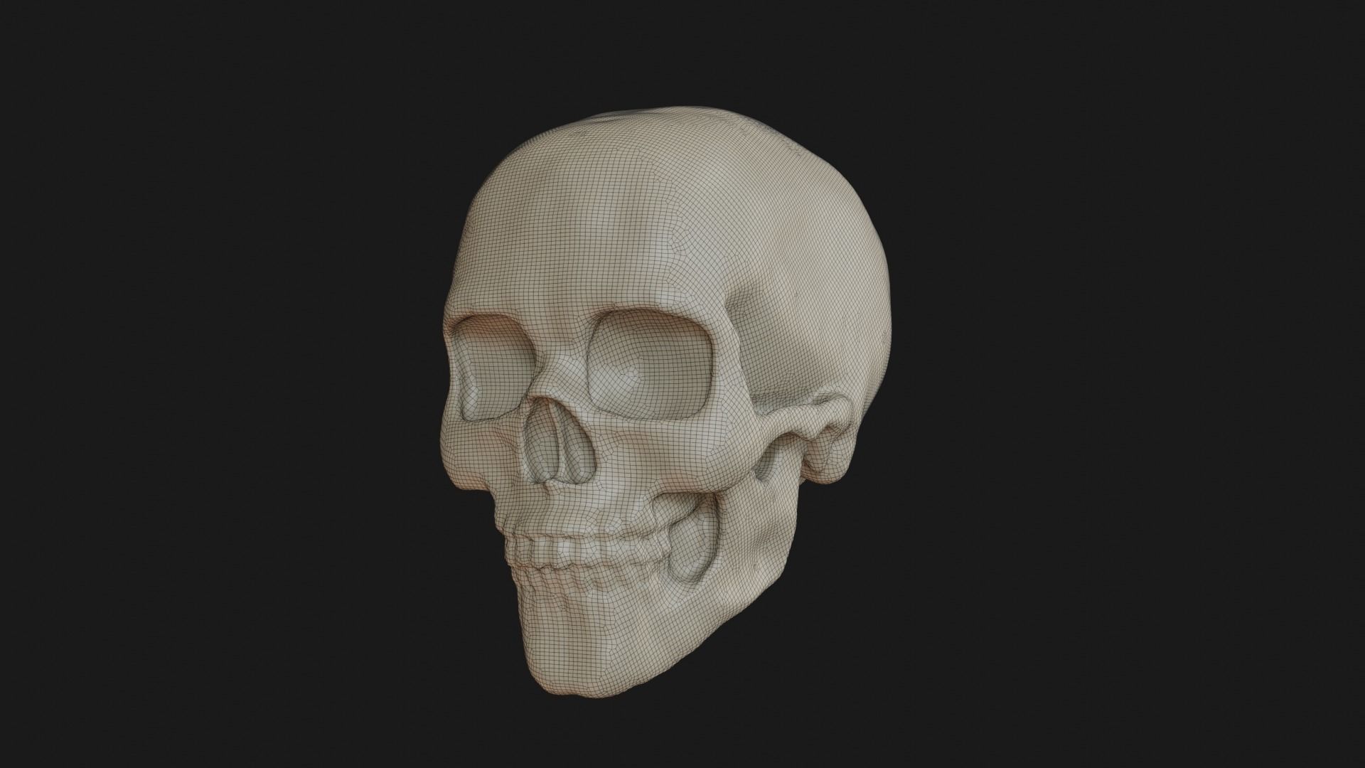 Female human skull 3D model_17