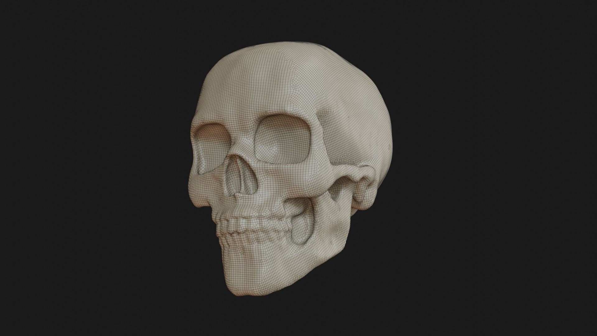 Female human skull 3D model_29