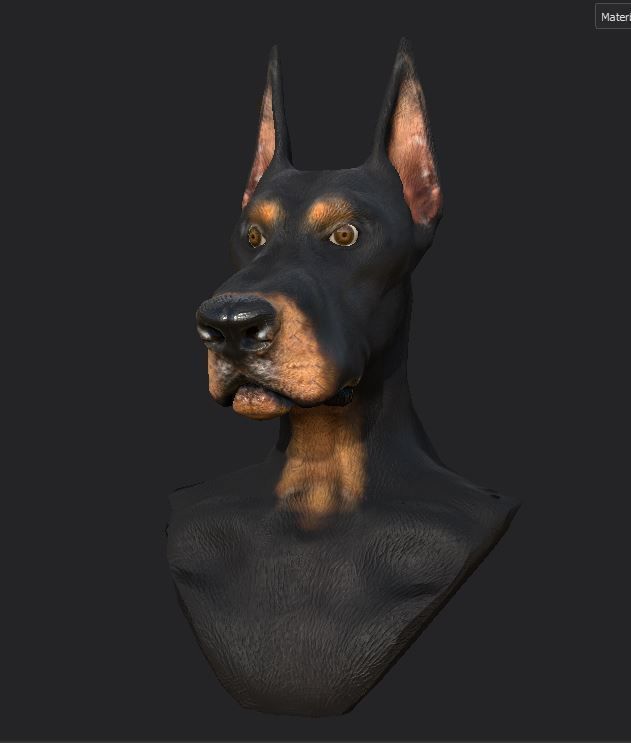 Dobermann Dog head Low-poly 3D model_8