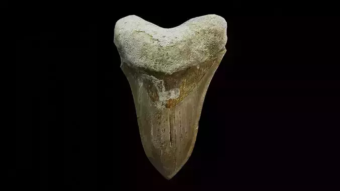 Megalodon shark fossil Free low-poly 3D model