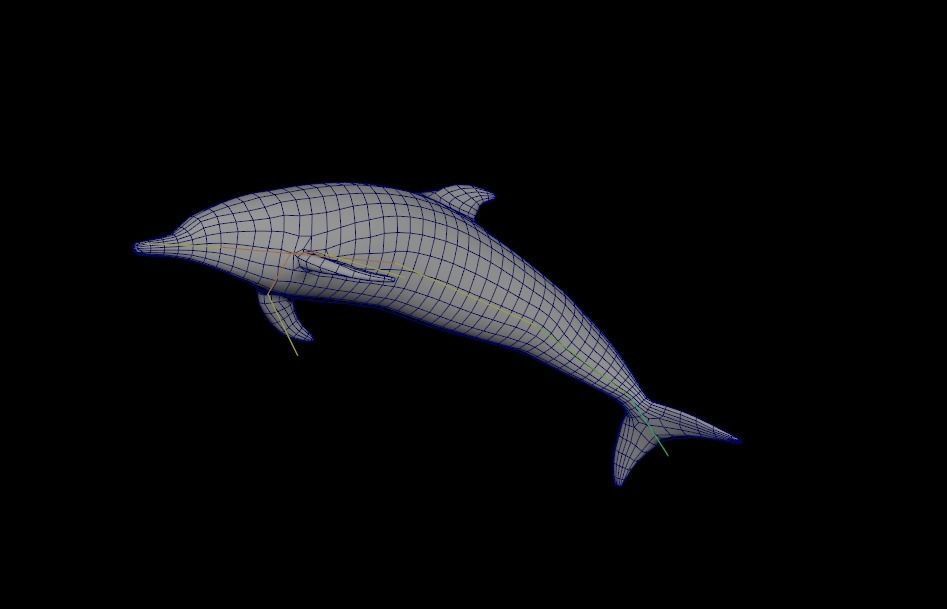 Pantropical Spotted Dolphin Animated Low-poly 3D model_8