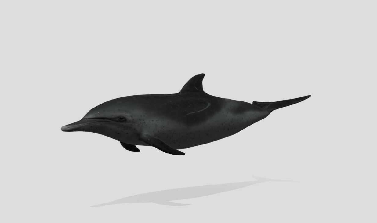 Pantropical Spotted Dolphin Animated Low-poly 3D model_2