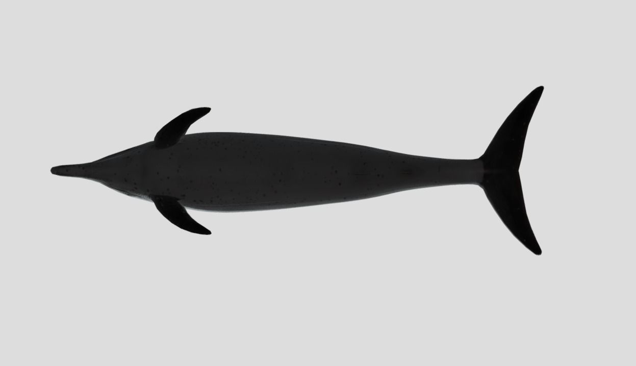 Pantropical Spotted Dolphin Animated Low-poly 3D model_5