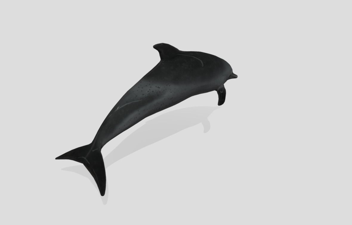 Pantropical Spotted Dolphin Animated Low-poly 3D model_6