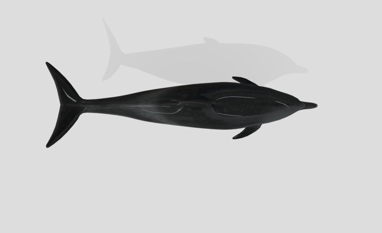 Pantropical Spotted Dolphin Animated Low-poly 3D model_7