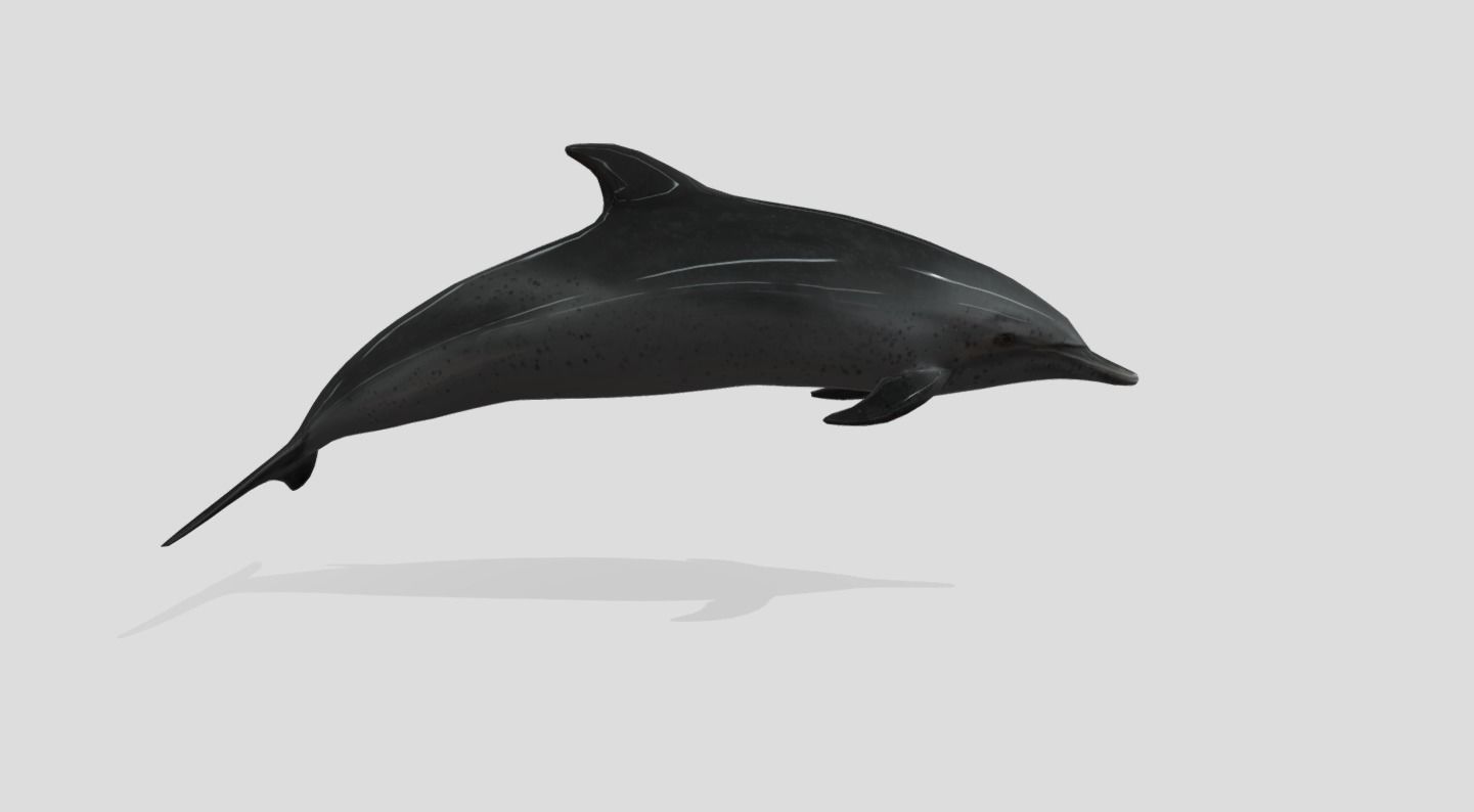 Pantropical Spotted Dolphin Animated Low-poly 3D model_11