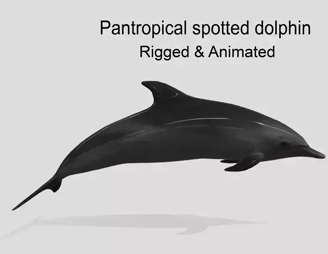 Pantropical Spotted Dolphin Animated 