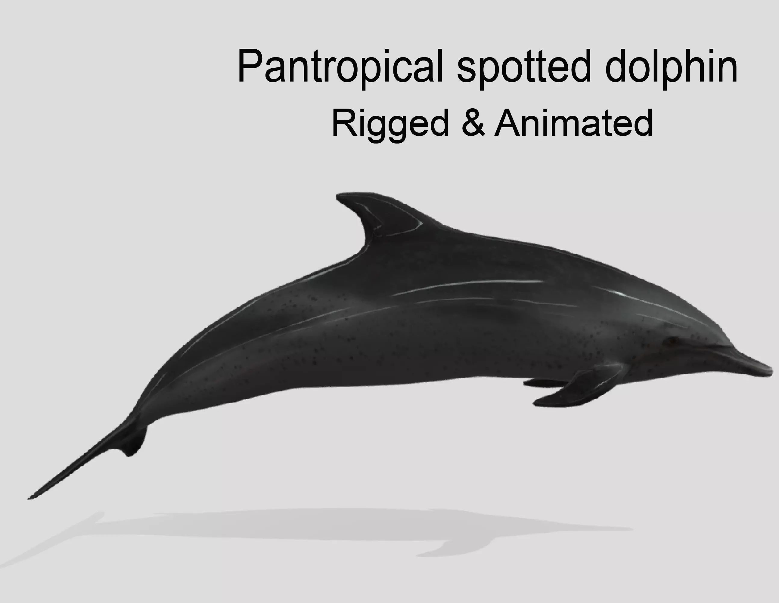 Pantropical Spotted Dolphin Animated Low-poly 3D model_0