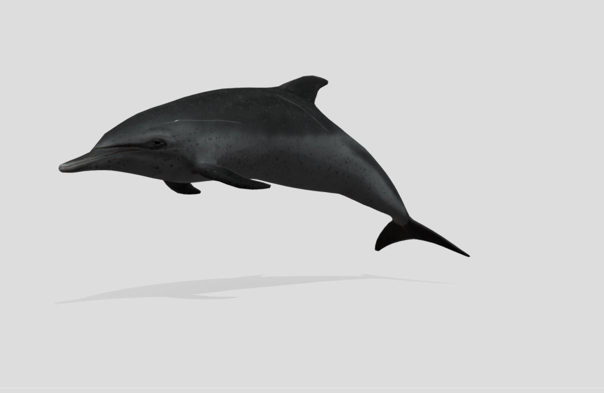 Pantropical Spotted Dolphin Animated Low-poly 3D model_4