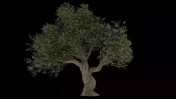 Olive tree - Olivier