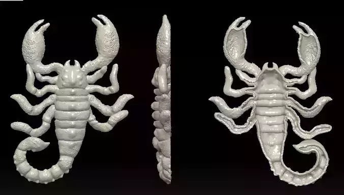 Scorpio golden scorpion with measurements