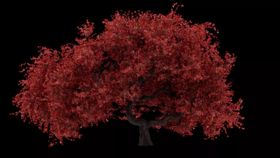 japanese maple Low-poly 3D model_0