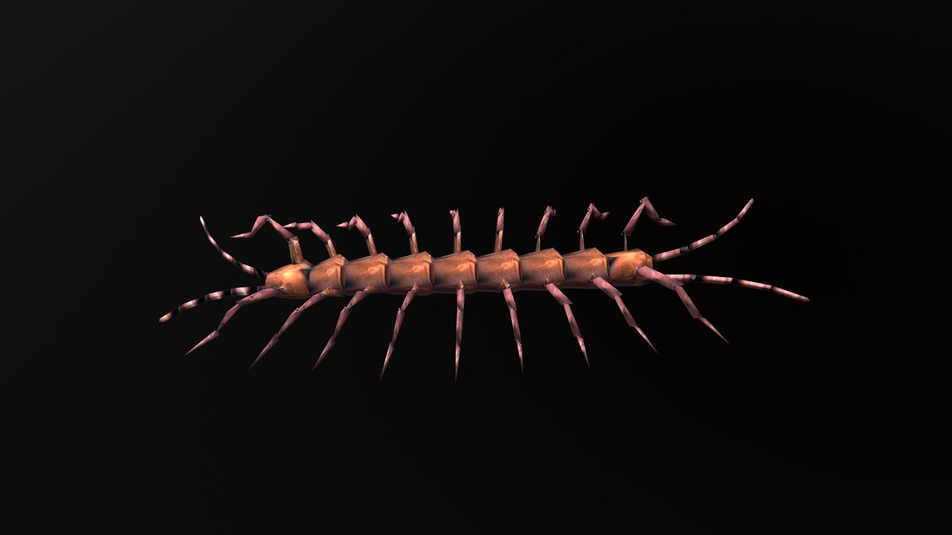 low-poly animated centipede Low-poly 3D model_5