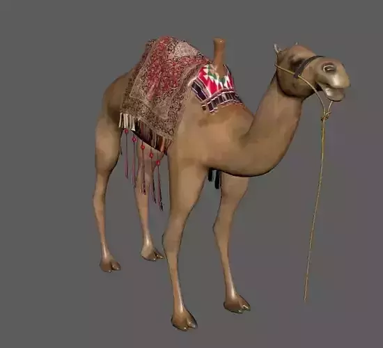 Camel