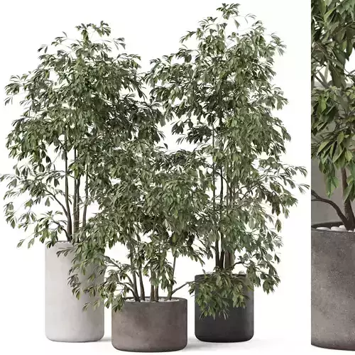 Plants collection 896 3D model