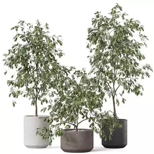 Plants collection 897 3D model