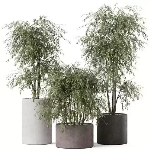 Plants collection 898 3D model