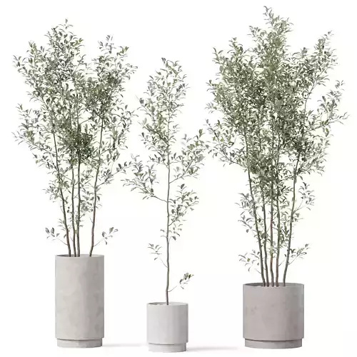 Plants collection 901 3D model