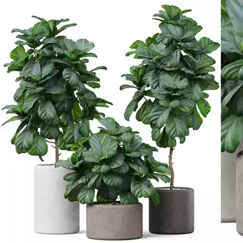 Plants collection 902 3D model
