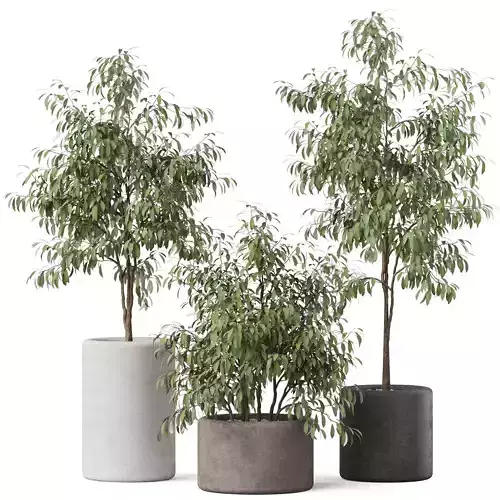 Plants collection 903 3D model