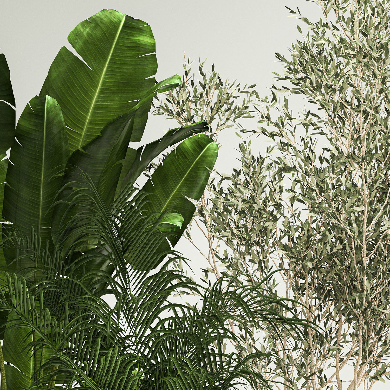 Set of potted plants olive palm strelitzia 1198 3D model_4