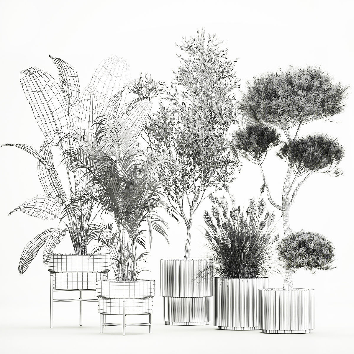 Set of potted plants olive palm strelitzia 1198 3D model_5