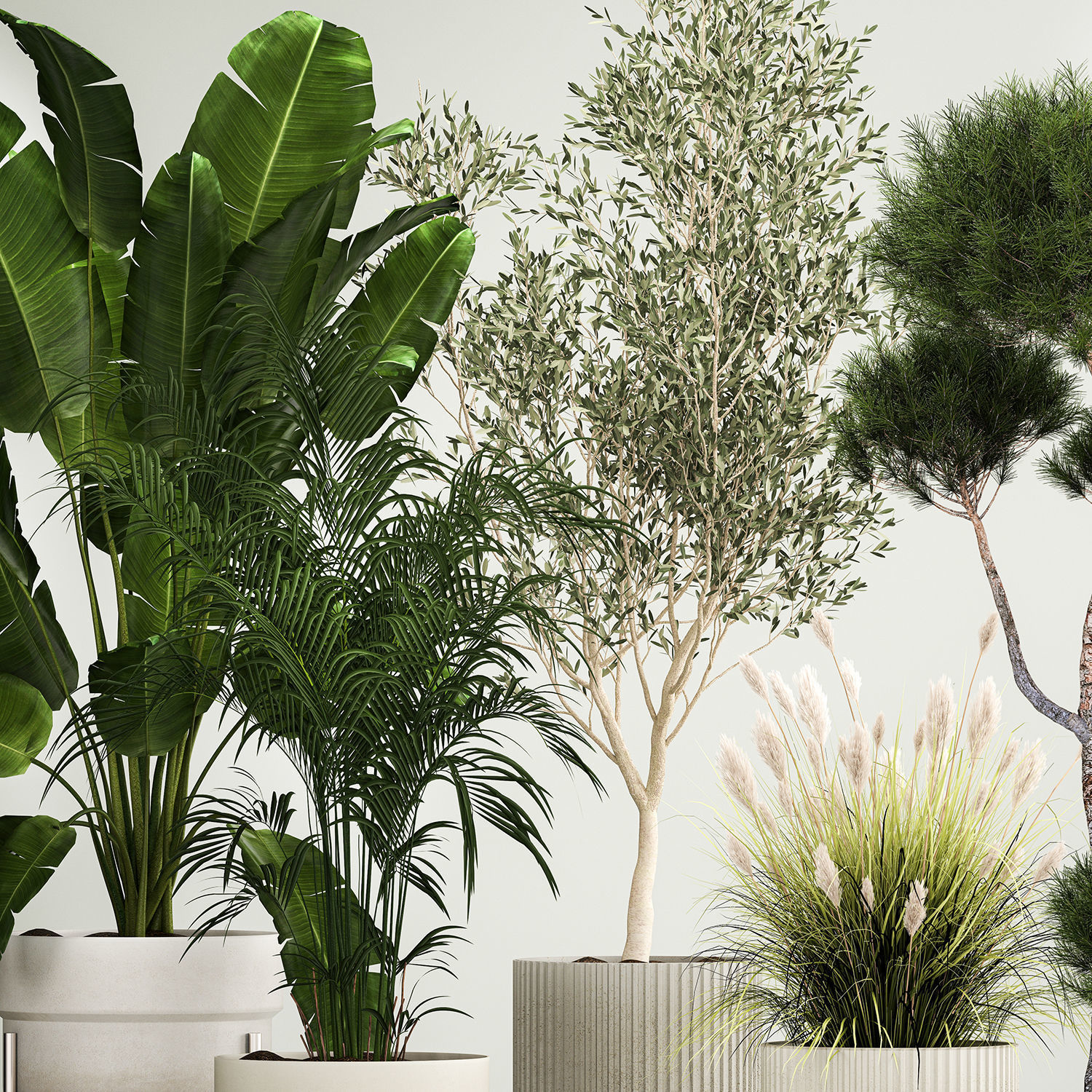 Set of potted plants olive palm strelitzia 1198 3D model_3