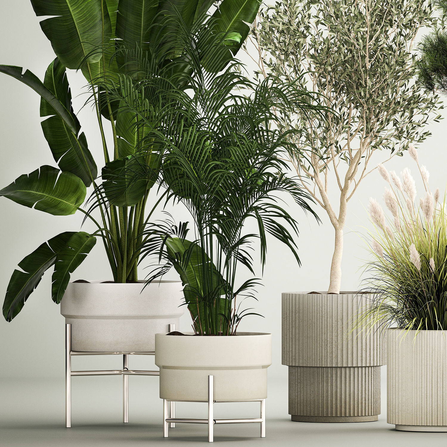 Set of potted plants olive palm strelitzia 1198 3D model_1