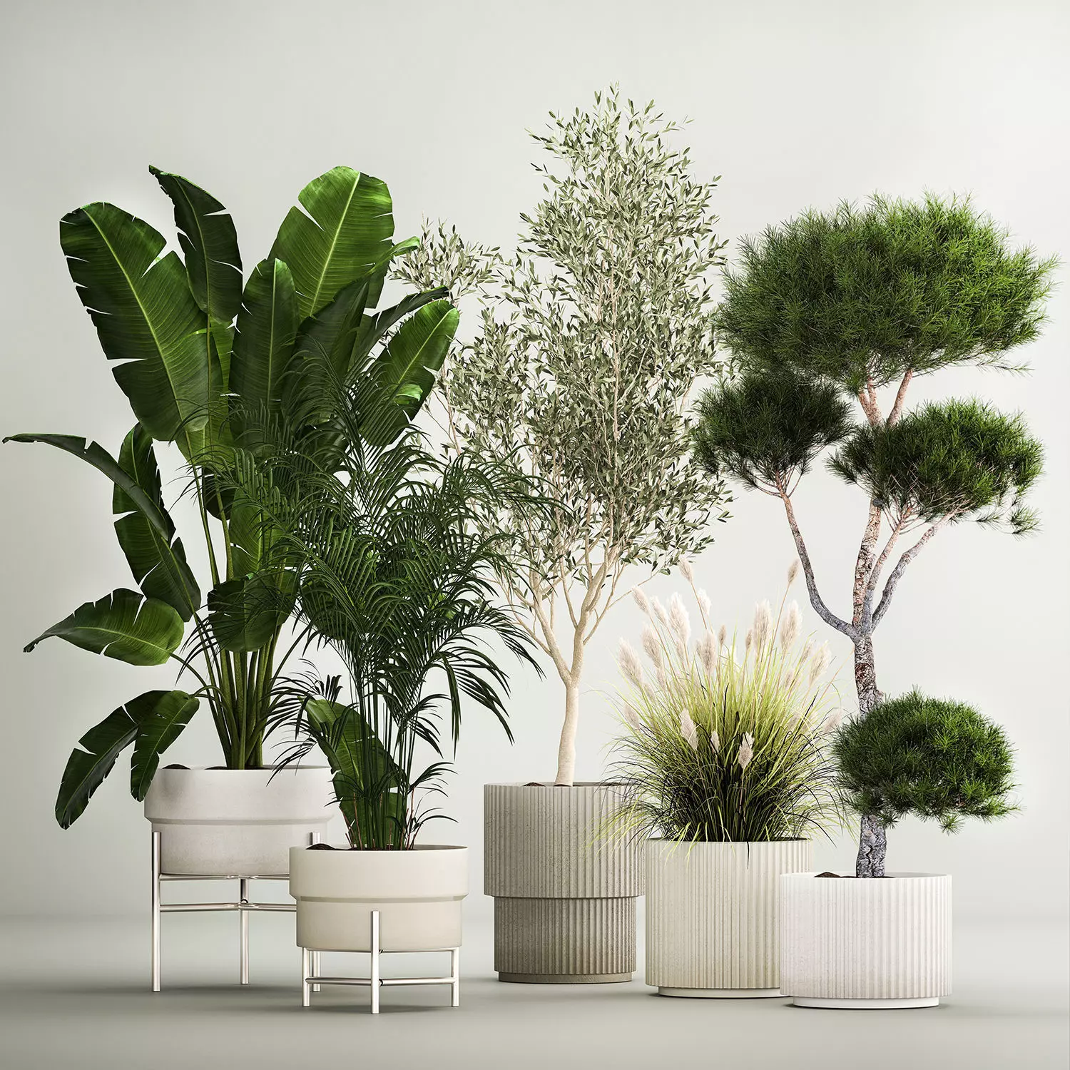 Set of potted plants olive palm strelitzia 1198 3D model_0