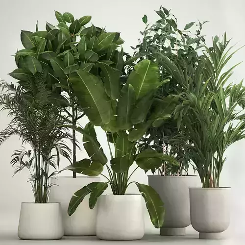 Set of potted plants ficus palm strelitzia 1198 3D model