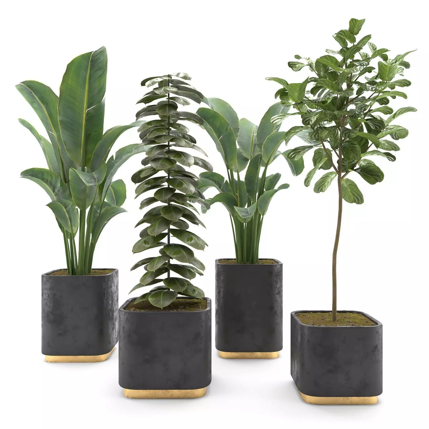 Indoor Plants Collection 50 3D model