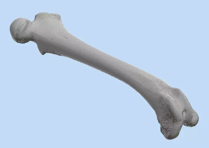Femur Dog 10 kg 3D print model
