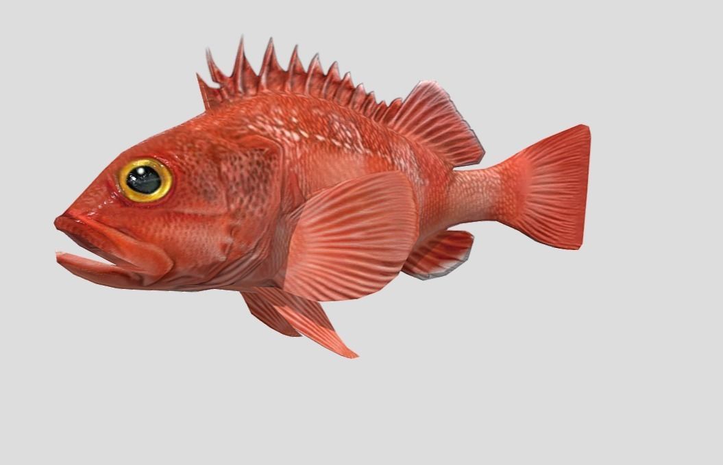 red rockfish Low-poly 3D model_12