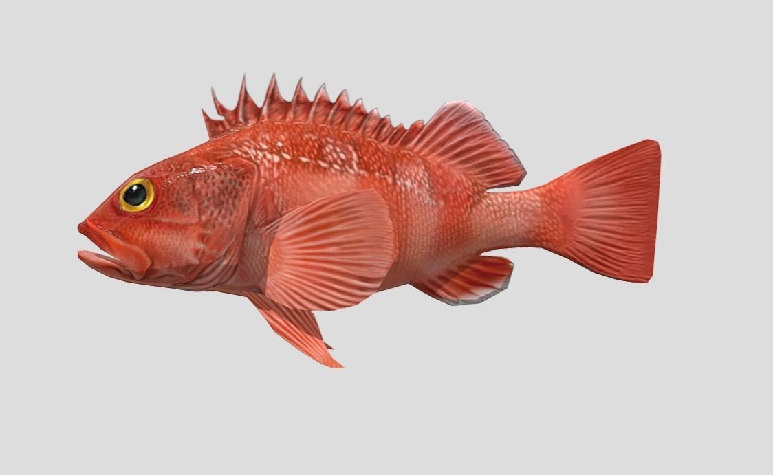 red rockfish Low-poly 3D model_3