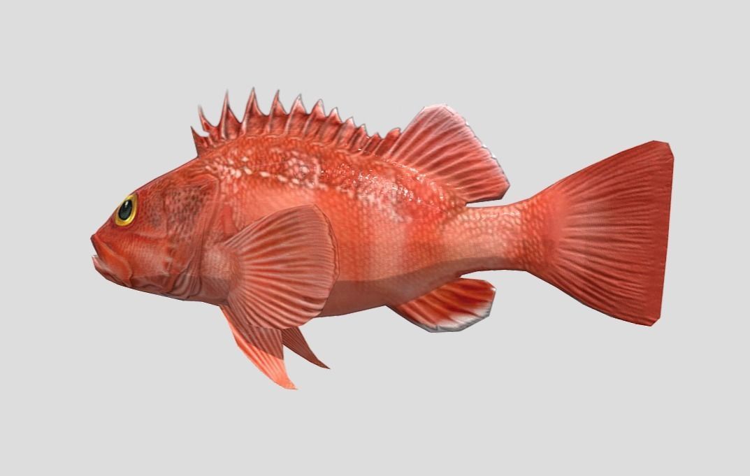 red rockfish Low-poly 3D model_9